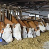 Typ zrna ovlivňuje stravitelnost &scaron;krobu v&nbsp;kukuřičn&yacute;ch sil&aacute;ž&iacute;ch