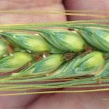 Ochrana obilnín proti voškám Ochrana obilnín proti voškám