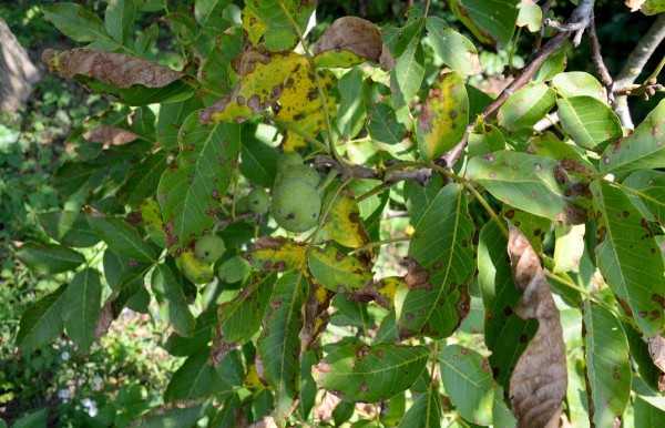 Antrakn&oacute;za oře&scaron;&aacute;ku - skvrnitost, svinov&aacute;n&iacute;, žloutnut&iacute; a&nbsp;zasych&aacute;n&iacute; listů