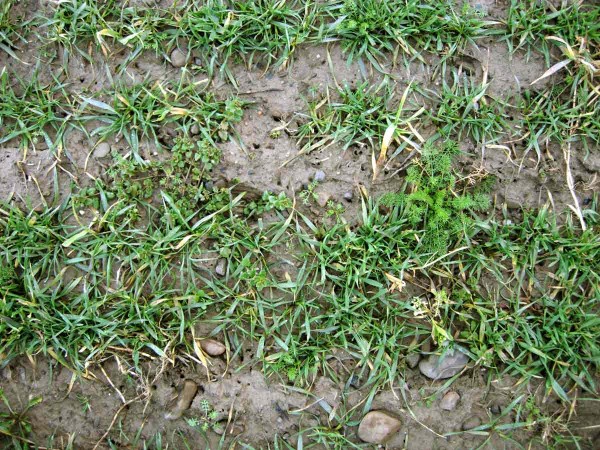 Plevele dvouděložné v pšenici po zimě Plevele dvouděložné v pšenici po zimě