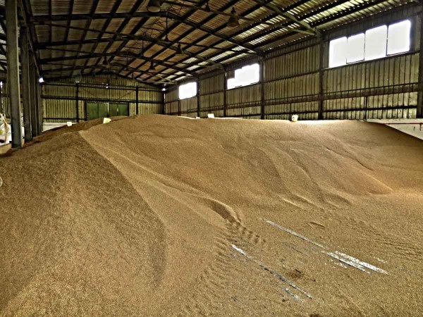 Skladování obilí v hale Skladování obilí v hale