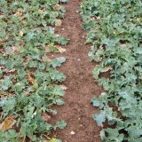 Z&aacute;soba dus&iacute;ku v&nbsp;půdě a&nbsp;přihnojen&iacute; řepky během podzimn&iacute;ho růstu