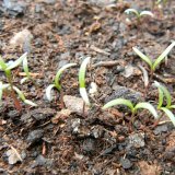 Vliv ž&iacute;ru a&nbsp;početnosti krytonosce kořenov&eacute;ho na po&scaron;kozen&iacute; m&aacute;ku set&eacute;ho v&nbsp;nejraněj&scaron;&iacute;ch f&aacute;z&iacute;ch jeho v&yacute;voje