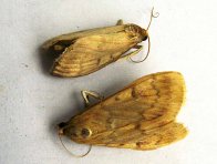 Zavíječ kukuřičný Zavíječ kukuřičný