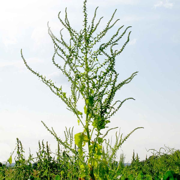 Pleveln&aacute; řepa