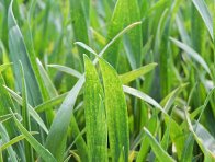 Obr. 6: Skvrnky ve fázi sloupkování - nejsou patogenního původu Obr. 6: Skvrnky ve fázi sloupkování - nejsou patogenního původu