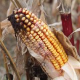 Choroby kukurice