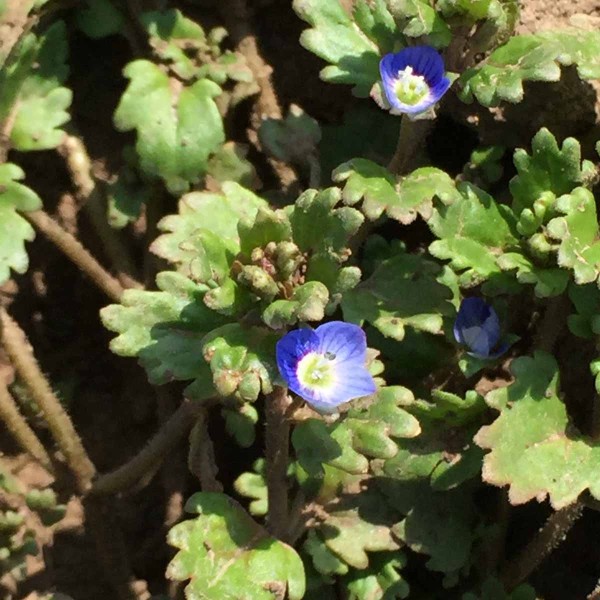 Obr. 2 Rozrazil leskl&yacute; (Veronica polita)