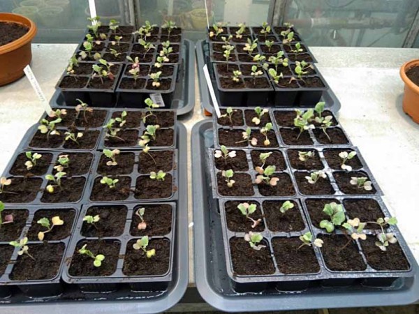 Založen&eacute; sklen&iacute;kov&eacute; pokusy - &uacute;činnost biologick&yacute;ch př&iacute;pravků proti  Verticillium longisporum