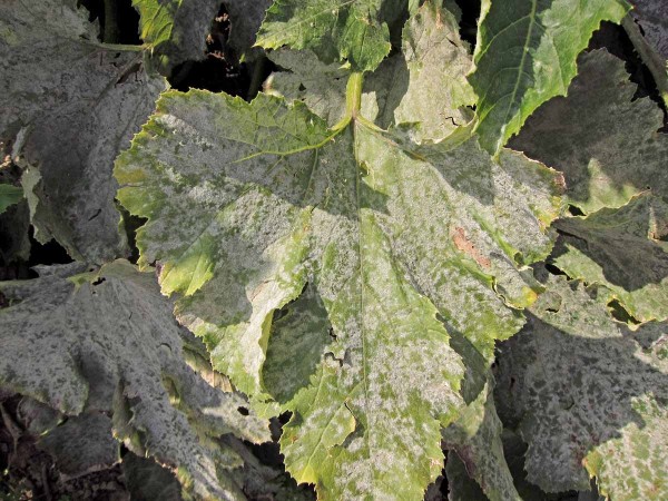 Padlí na cuketě Padlí na cuketě