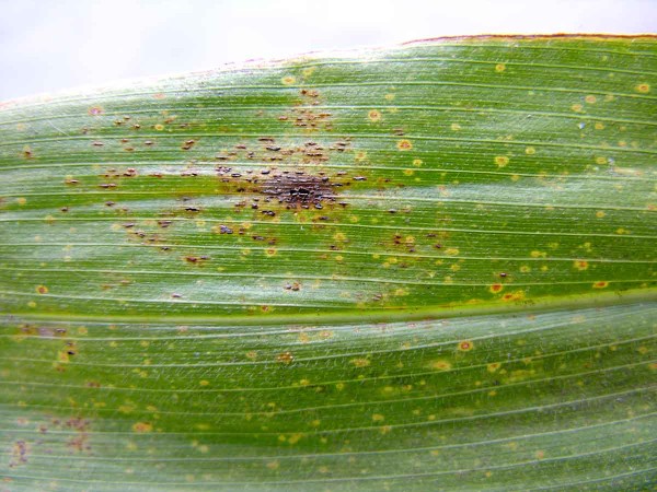 Př&iacute;znaky napaden&iacute; patogeny Puccinia sorghi a&nbsp;Kabatiella zeae