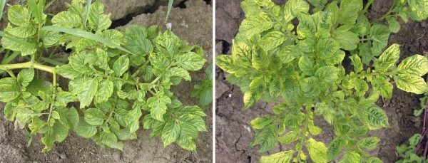 Příznaky napadení směsnou infekcí virů Příznaky napadení směsnou infekcí virů