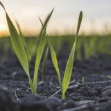 Jaro se bl&iacute;ž&iacute;, co na to obilniny