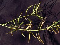 Po&scaron;kozen&iacute; &scaron;e&scaron;ul&iacute; bejlomorkou kapustovou