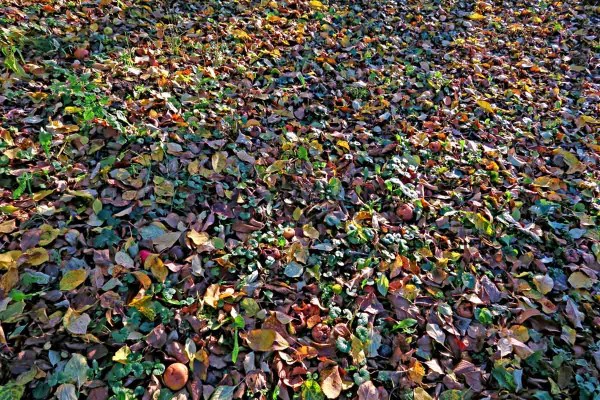 Spadan&eacute; list&iacute; pod ovocn&yacute;mi stromy je zdrojem infekce