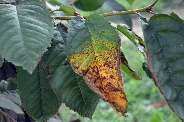 Skvrnitost listů tře&scaron;ně