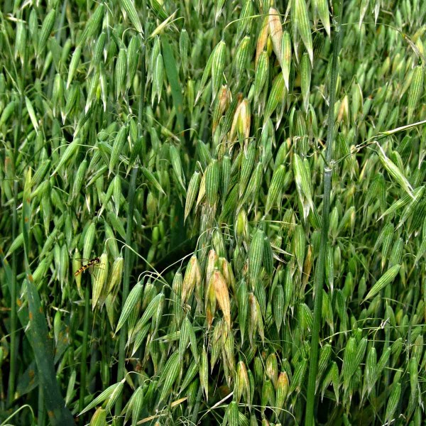 Bzunkou poškozené laty ovsa Bzunkou poškozené laty ovsa