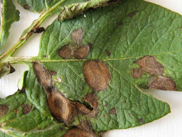 Terčovitá a hnědá skvrnitost bramboru Terčovitá a hnědá skvrnitost bramboru