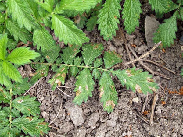 Miny na listech řep&iacute;ku
