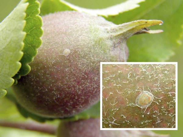 Obaleč jablečn&yacute; - vaj&iacute;čko ve&nbsp;f&aacute;zi oranžov&eacute;ho prstence