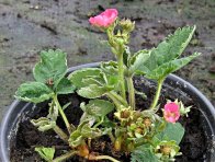 Jahodník poškozený roztočíkem jahodníkovým Jahodník poškozený roztočíkem jahodníkovým