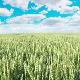 LG Magirus, Airbus - novinky s&nbsp;kvalitou E