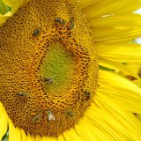 V&yacute;hľady a&nbsp;rizikov&eacute; aspekty v&nbsp;syst&eacute;me pestovania slnečnice ročnej