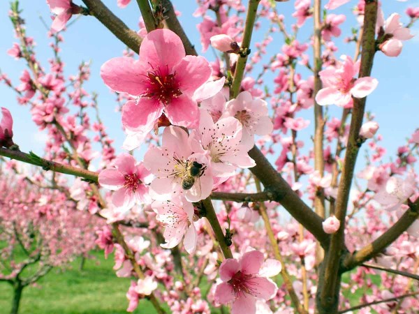 Během měs&iacute;ce dubna pravidelně rozkv&eacute;taj&iacute; peckoviny - jako prvn&iacute; zpravidla meruňky a&nbsp;pot&eacute; broskvoně; s&nbsp;květem jsou tak&eacute; aktivn&iacute; opylovači