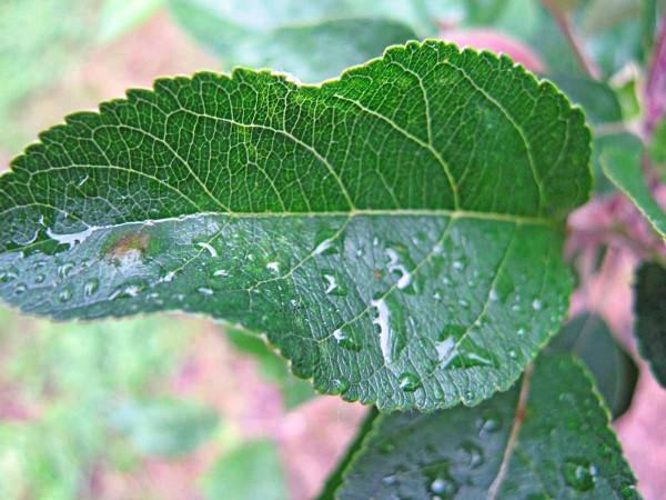  Obr. 6: Ovlhčen&yacute; list s&nbsp;prvn&iacute;mi př&iacute;znaky strupovitosti