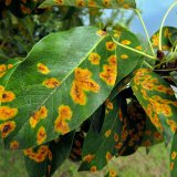 Aktu&aacute;ln&iacute; přehled ochrany zahrad, sadů a&nbsp;vinic - březen a&nbsp;duben 2020