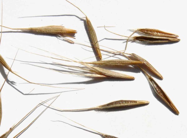 Semen&aacute; stoklasu jalov&eacute;ho