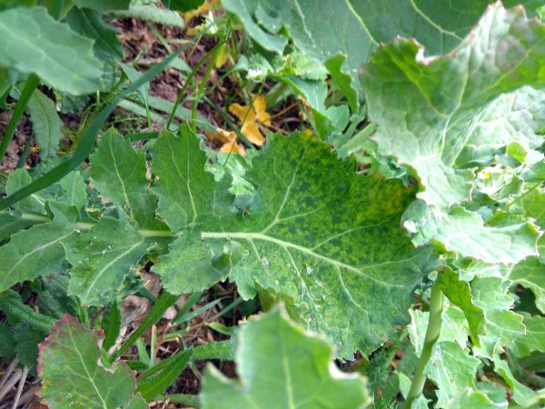 Obr. 6: Projevy infekce TuYV Obr. 6: Projevy infekce TuYV