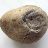 Choroby bramboru (9): Skl&aacute;dkov&eacute; choroby bramboru