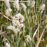 V&yacute;znam celistvosti rostlin z&nbsp;praktick&eacute;ho hlediska