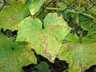 Plíseň dýňovitých na okurce Plíseň dýňovitých na okurce