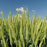 Nab&iacute;dka odrůd jarn&iacute;ch obilnin na rok 2018