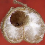 Přetrv&aacute;vaj&iacute;c&iacute; chronick&eacute; probl&eacute;my se skladi&scaron;tn&iacute;mi &scaron;kůdci na farm&aacute;ch po&scaron;kozuj&iacute; nejen farm&aacute;ře