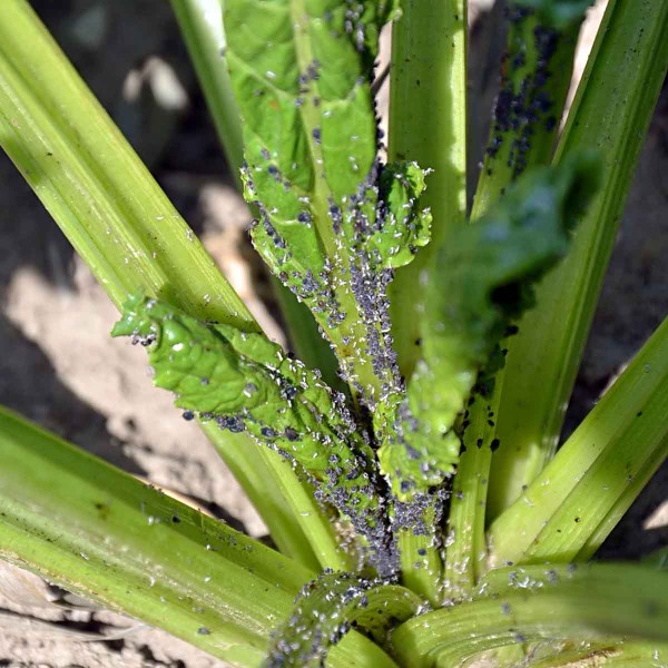 Obr. 4: Siln&aacute; kolonie m&scaron;ice makov&eacute; v&nbsp;srdečkov&yacute;ch listech cukrovky