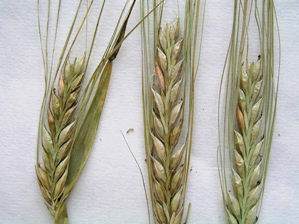 obr. 4 Příznaky napadení na klasu obr. 4 Příznaky napadení na klasu