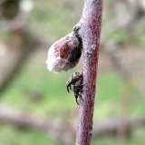 Integrovan&aacute; ochrana sadů - poč&aacute;tek jara