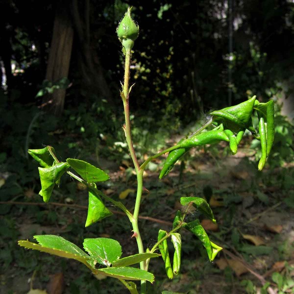 Pilatěnka drobná - svinování lístků Pilatěnka drobná - svinování lístků