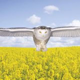 Belchim uv&aacute;d&iacute; novou &uacute;činnou l&aacute;tku isofetamid v&nbsp;př&iacute;pravku Kenja