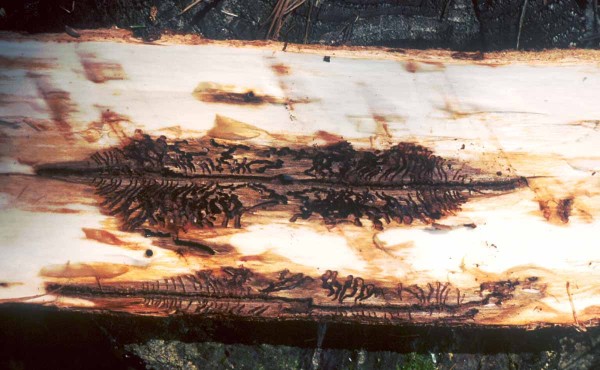 L&yacute;kožrout smrkov&yacute; - požerek