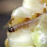 Biopesticidy u&nbsp;n&aacute;s a&nbsp;ve světě