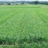 Festulolium - v&iacute;ce než 2 v&nbsp;1