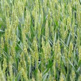 Fuzari&oacute;zy obilnin (růžověn&iacute; klasů obilnin)