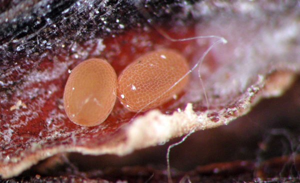 Vajíčka nesytky rybízové Vajíčka nesytky rybízové