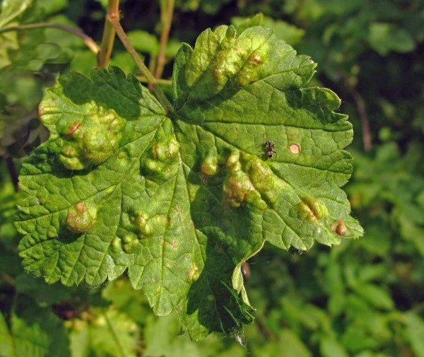 Mšice rybízová na bílém rybízu Mšice rybízová na bílém rybízu