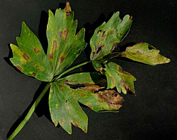 Septoriová skvrnitost listů celeru Septoriová skvrnitost listů celeru