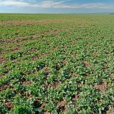 Galleko - osvedčen&eacute; pr&iacute;pravky pre jarn&uacute; regener&aacute;ciu repky ozimnej